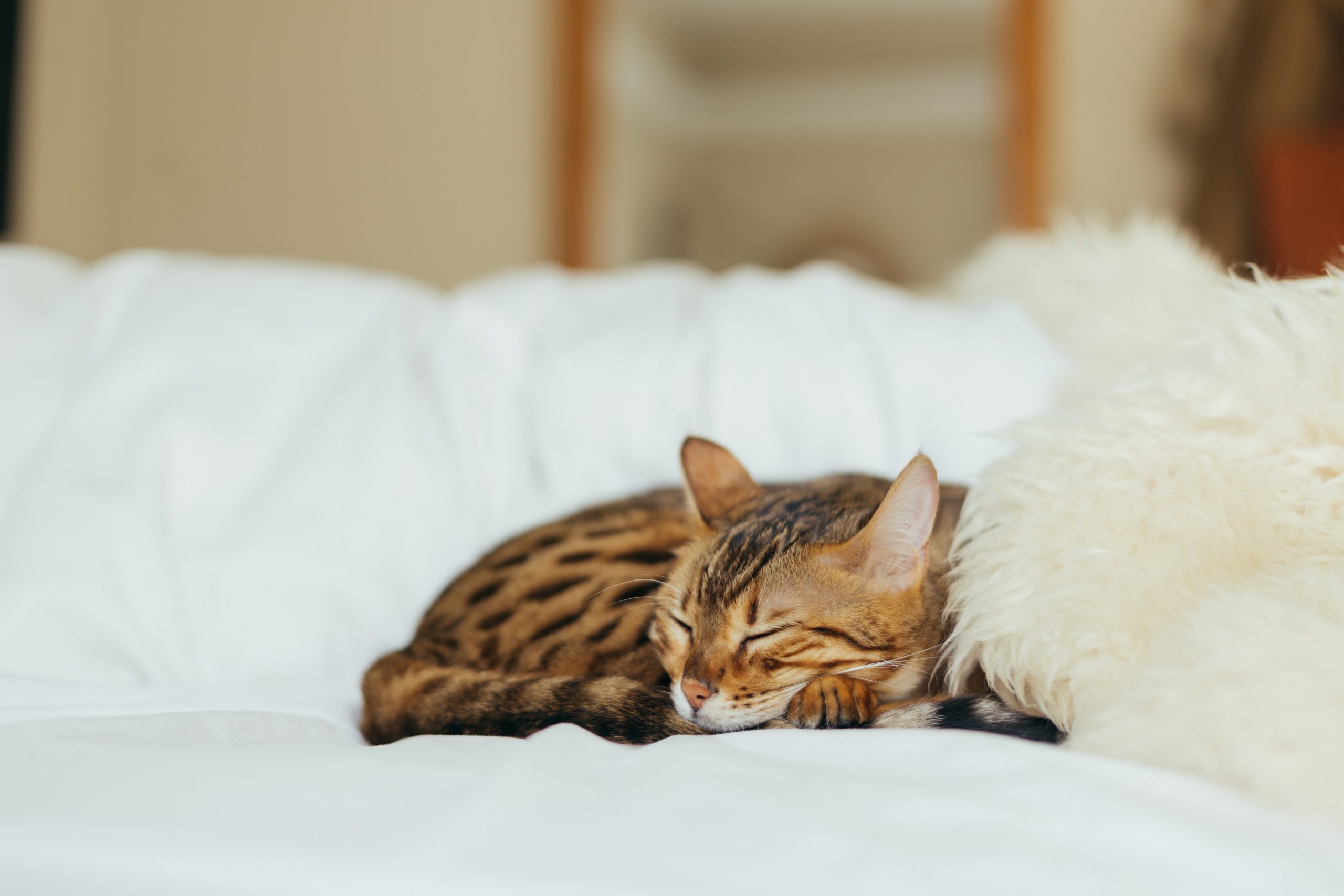 How many hours a cat sleep in Dubai ?