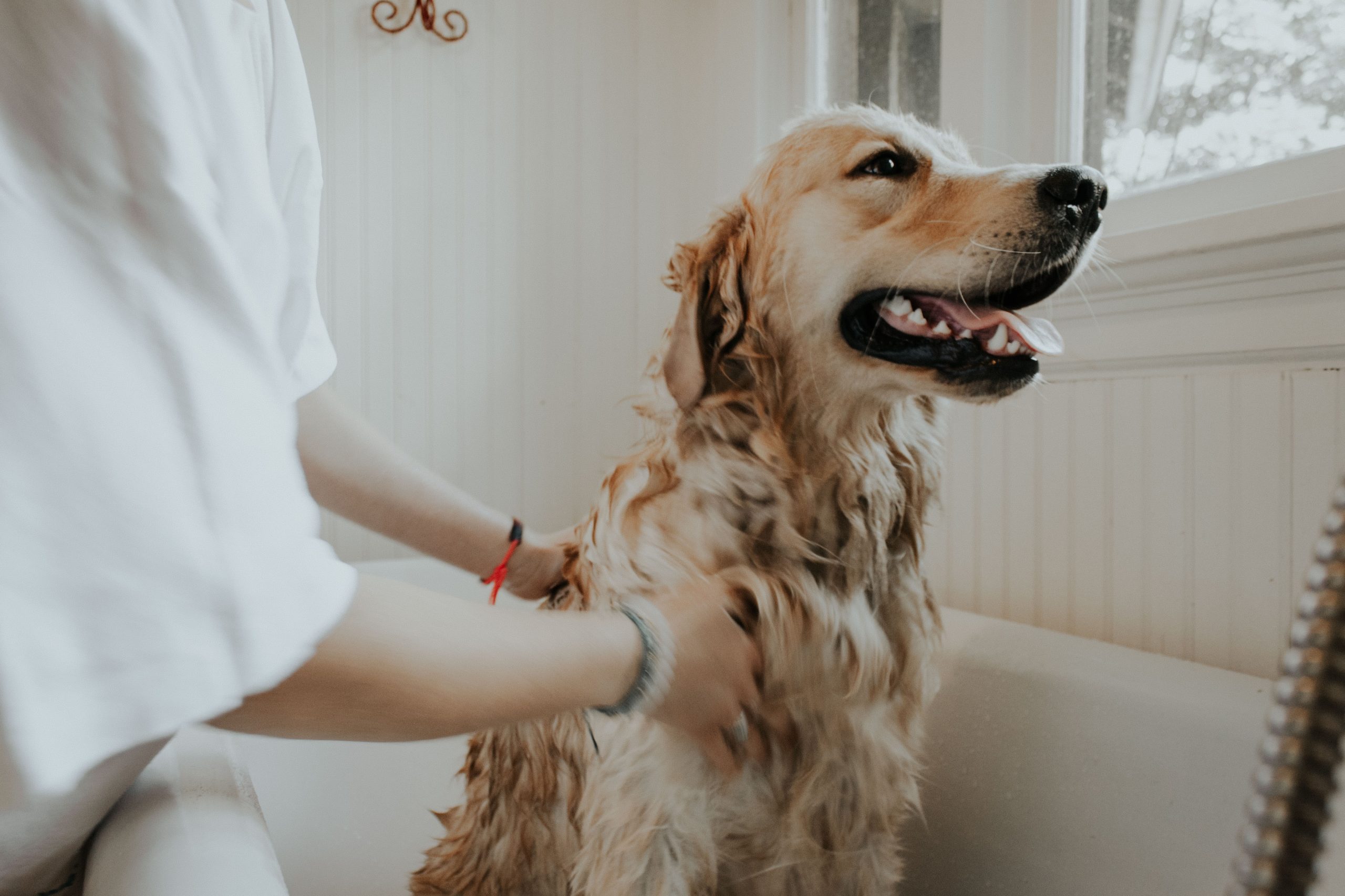 Itching of Pets in Dubai