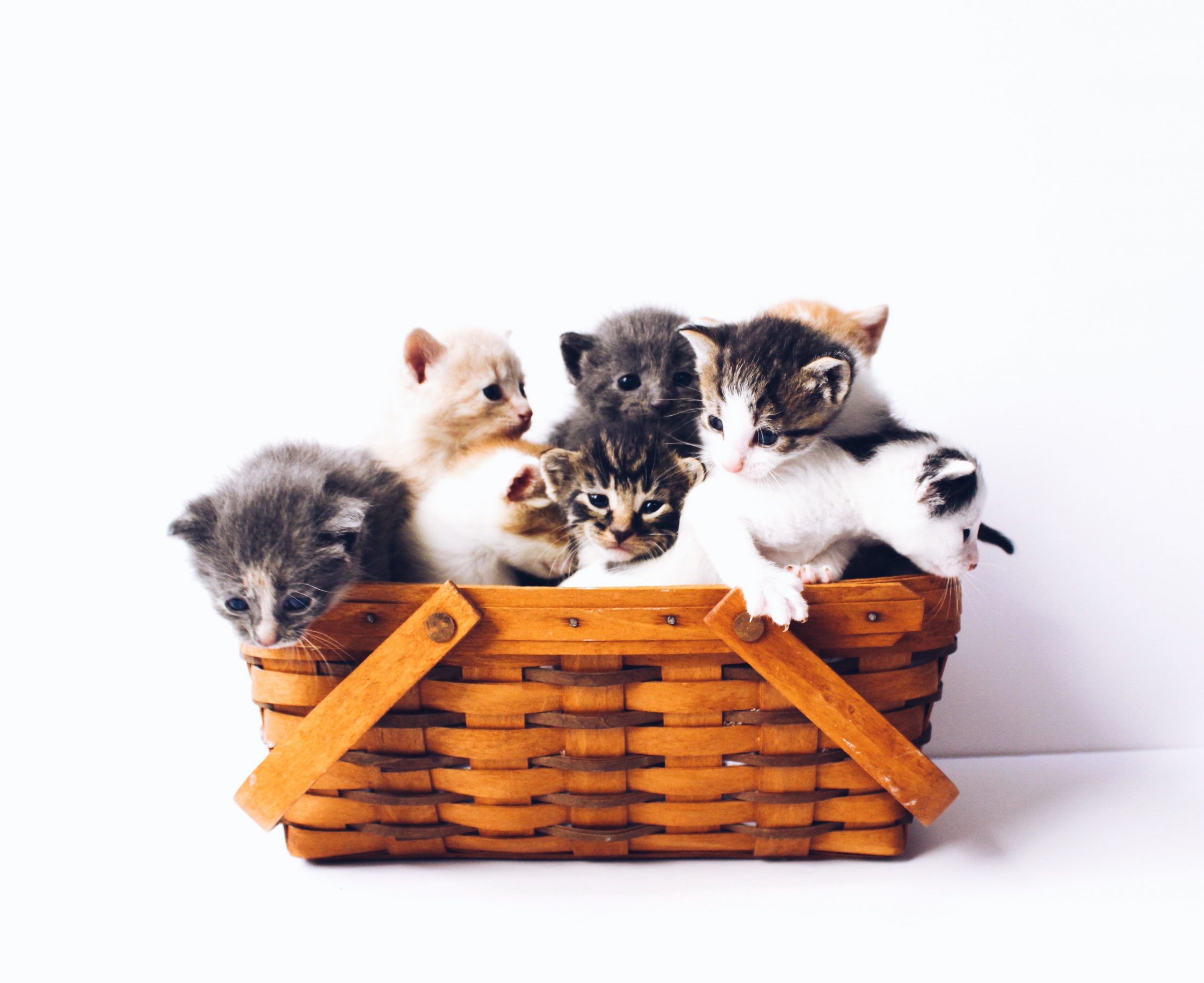 Litter Box Problems with Cats in DXB