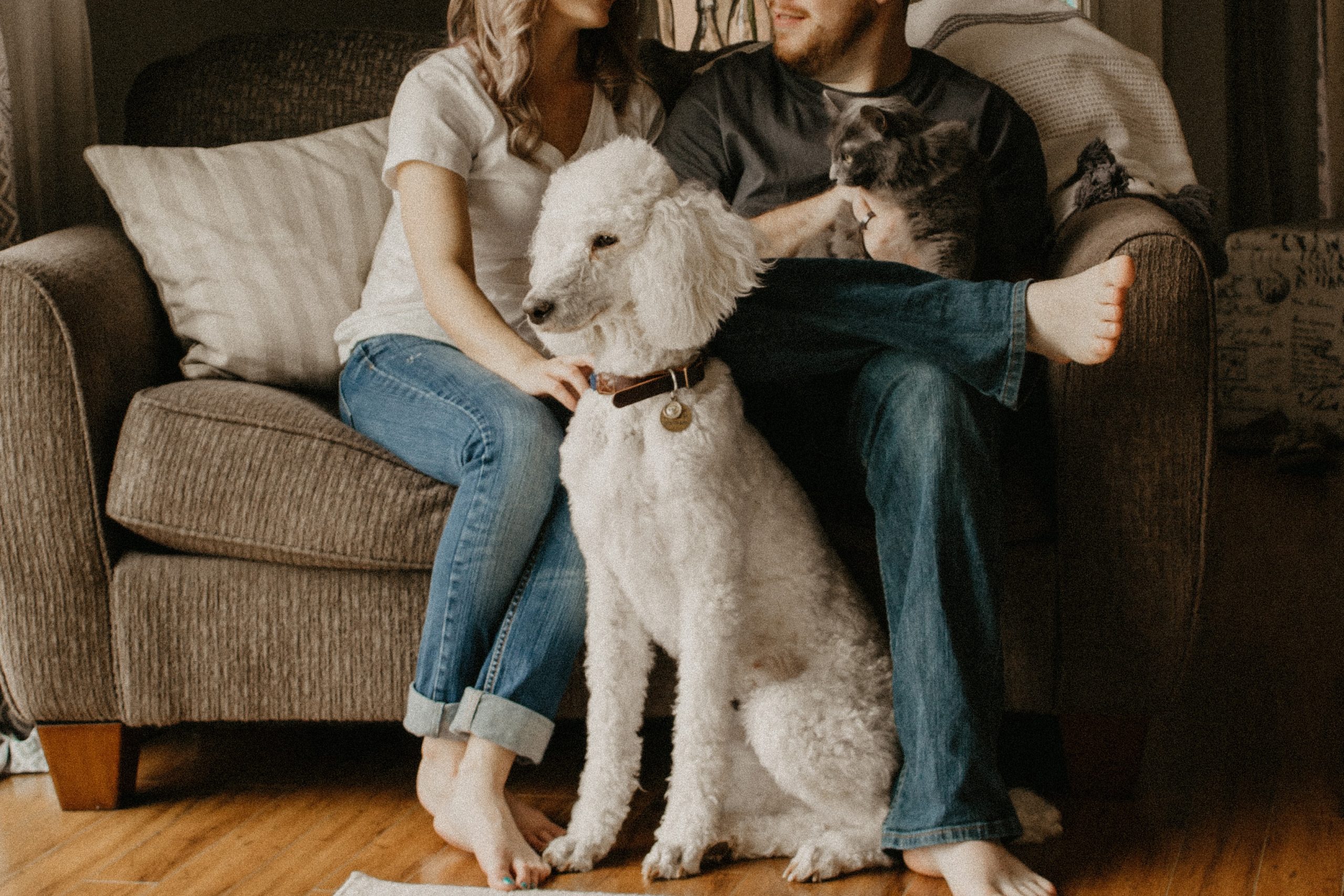 Moving House with your Pets in Dubai