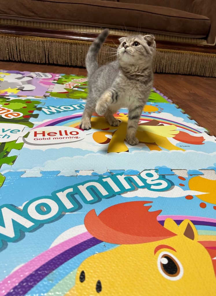 Scottish fold​