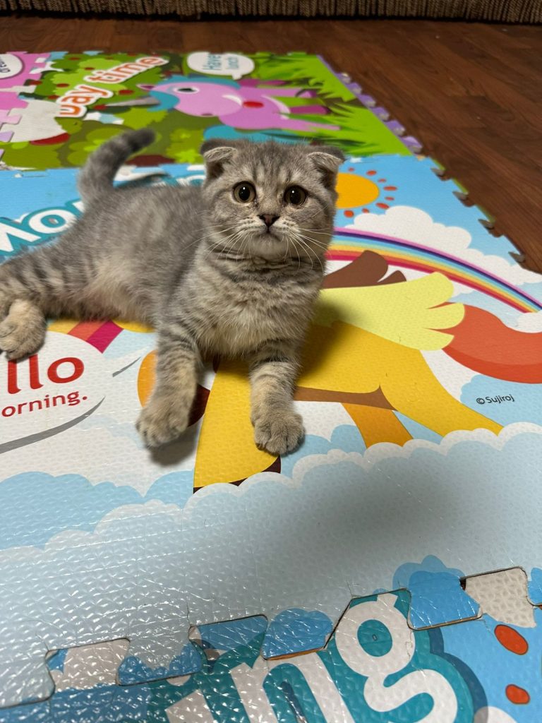 Grey Tabby Kitten