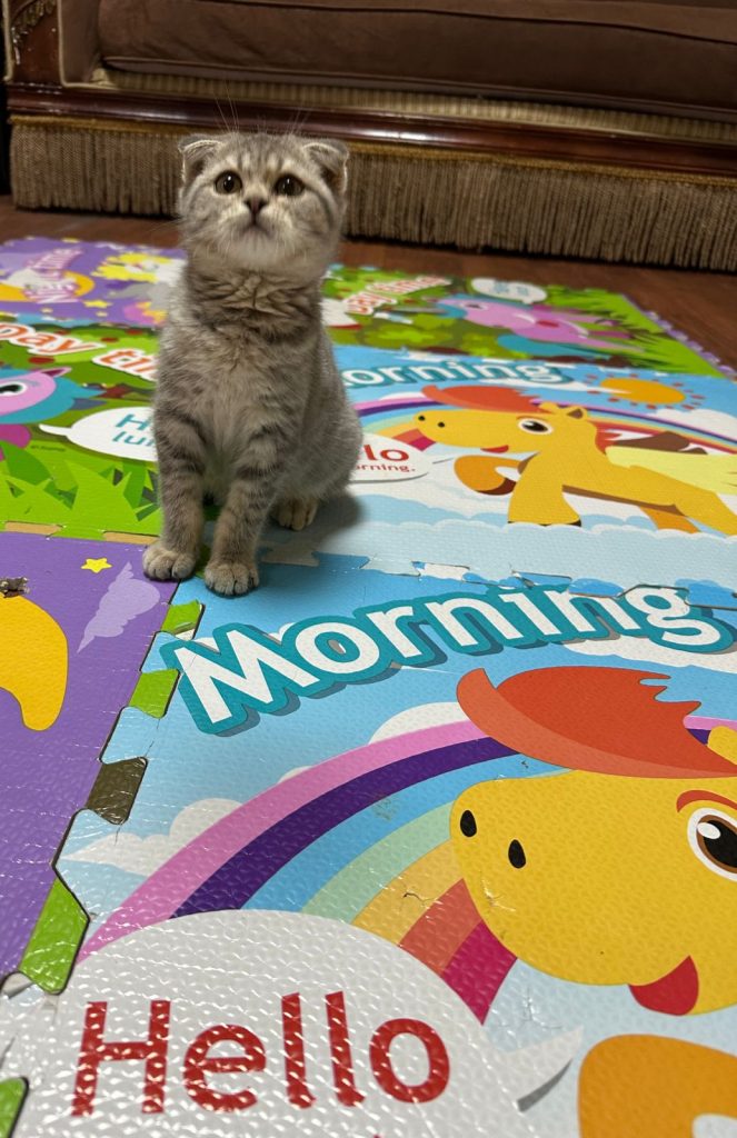 Scottish fold​