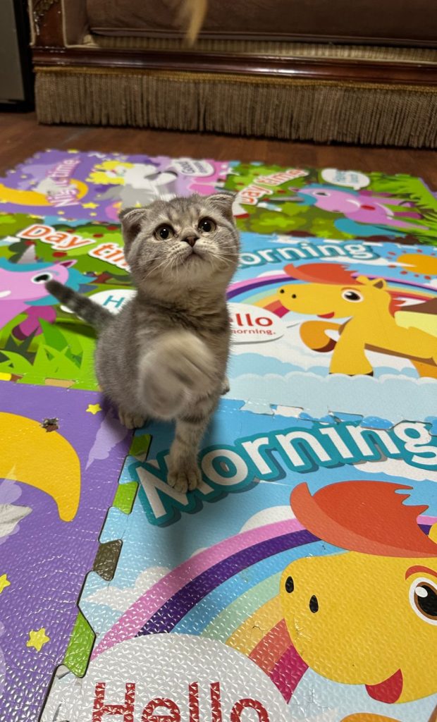 Scottish fold​