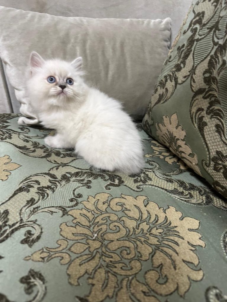 White Ragdoll Kitten in UAE