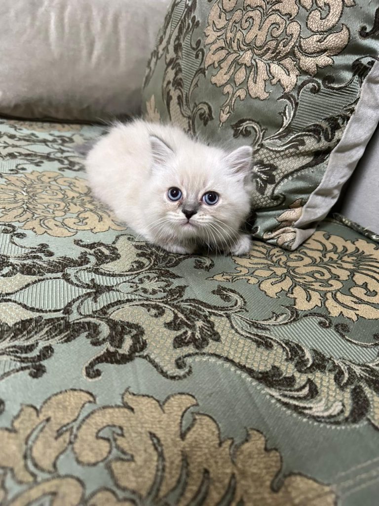 White Ragdoll Kitten in UAE