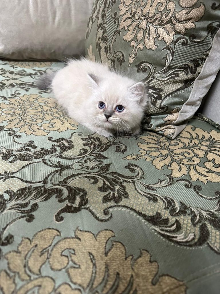 White Ragdoll Kitten in UAE
