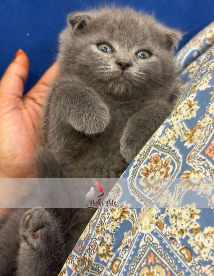 Scottish Fold Blue Kitten in UAE