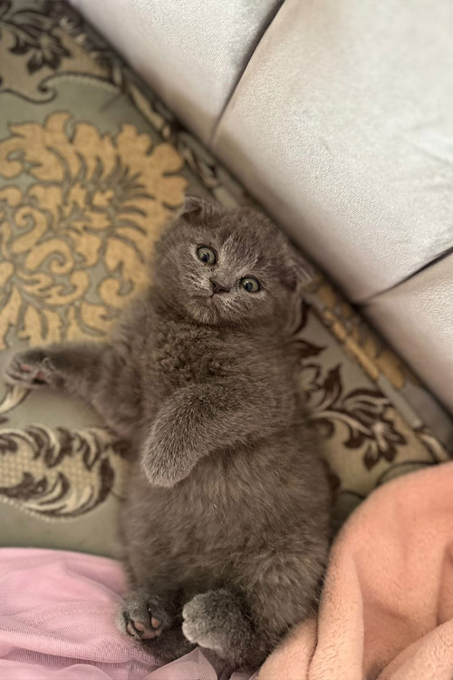 Scottish Fold Blue Kitten in UAE