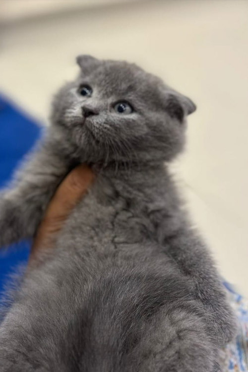 Scottish Fold Blue Kitten