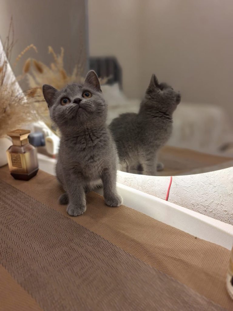 British shorthair kitten..