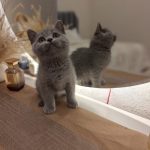 British shorthair
