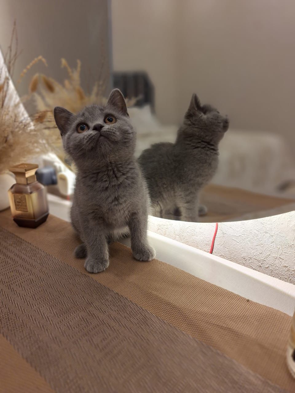 British shorthair