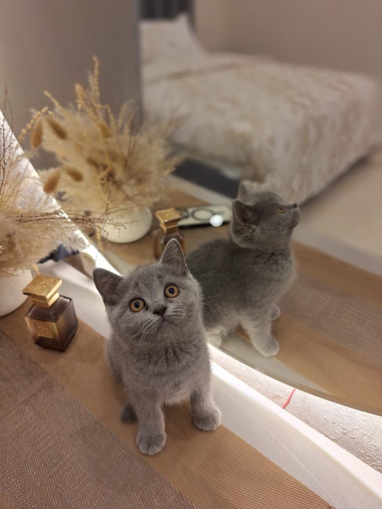 British Shorthair Blue Kittens in UAE