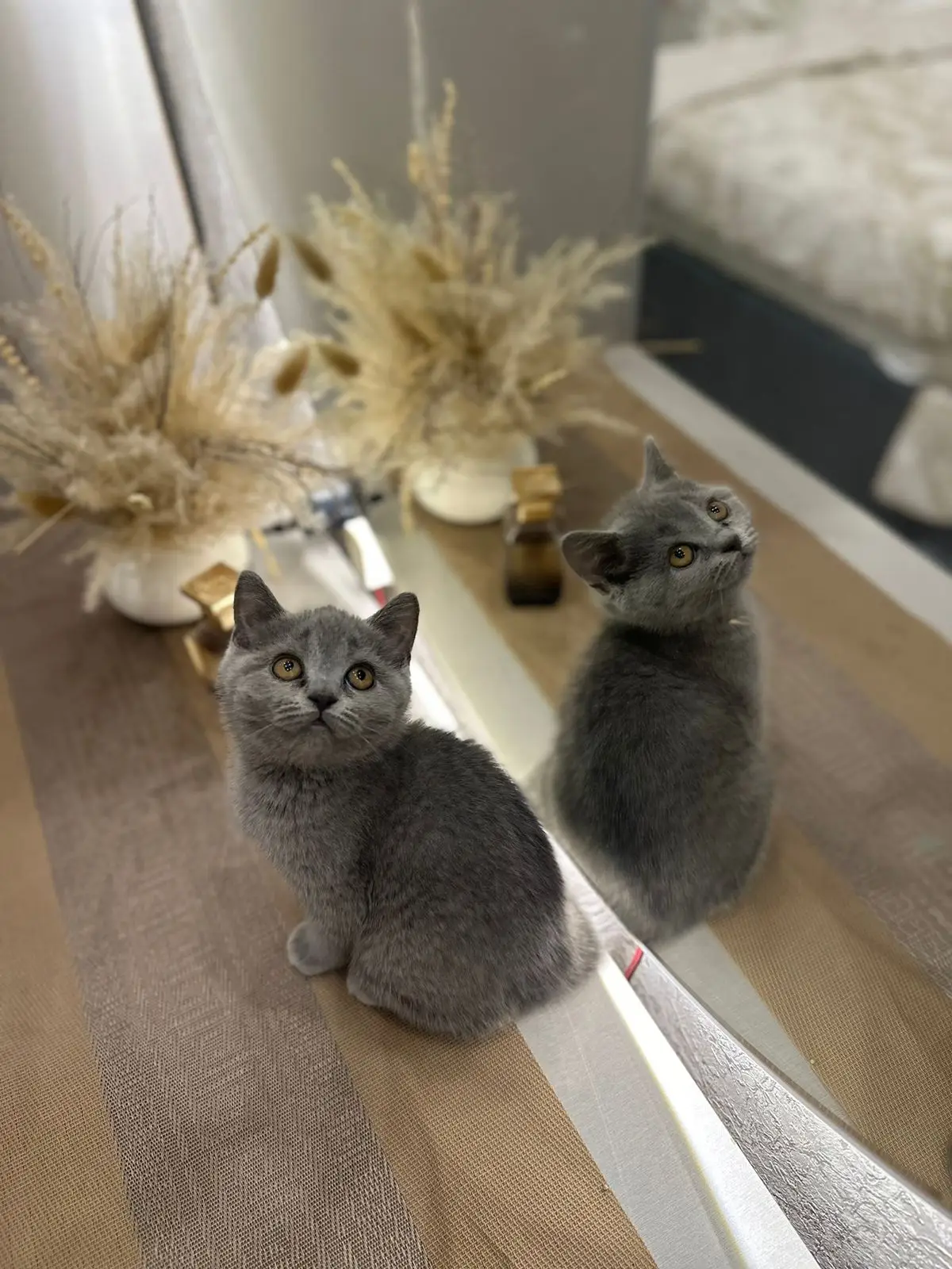 British shorthair