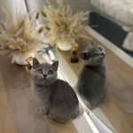 British shorthair kitten..