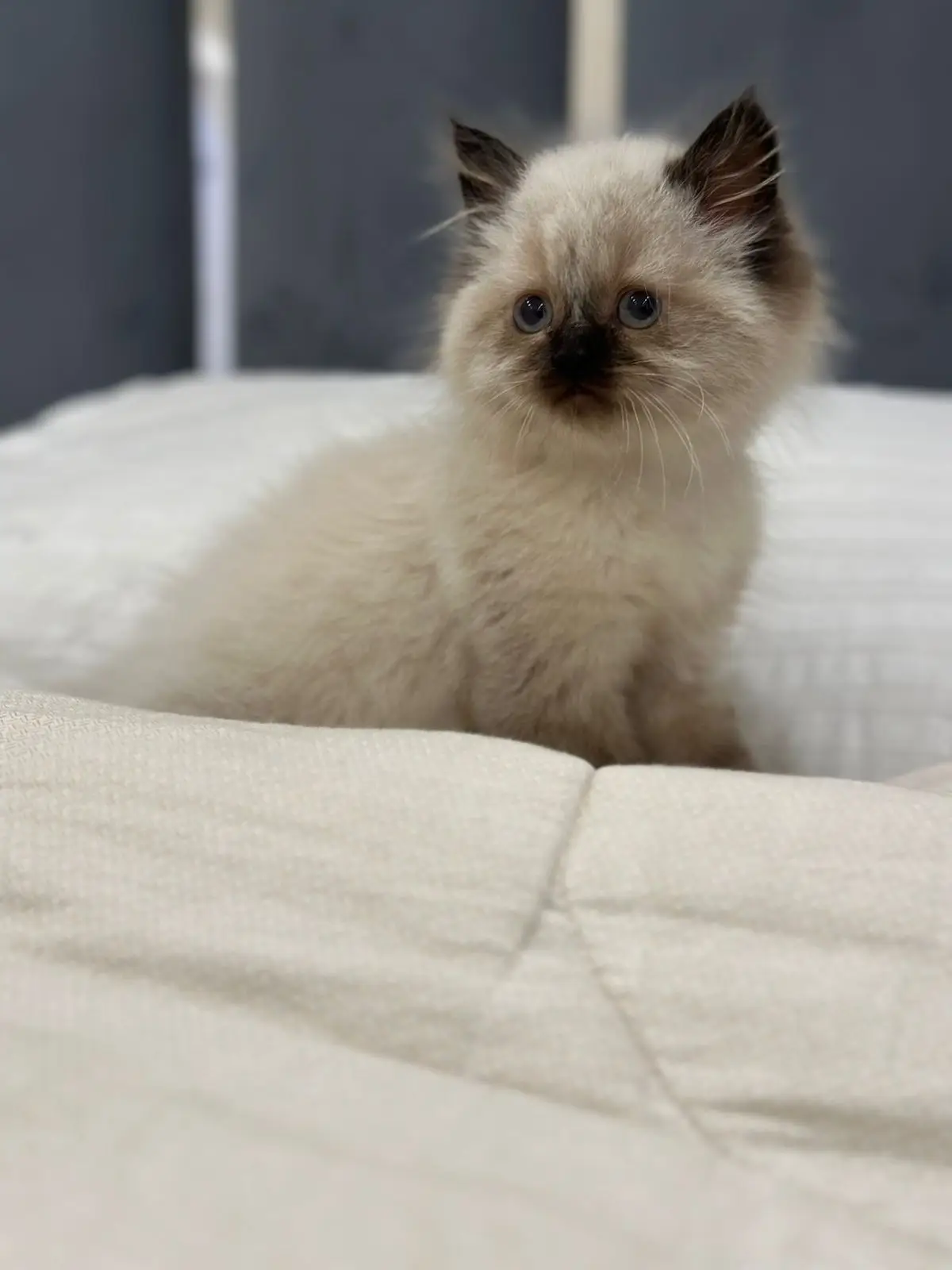 Pure breed ragdoll kitten