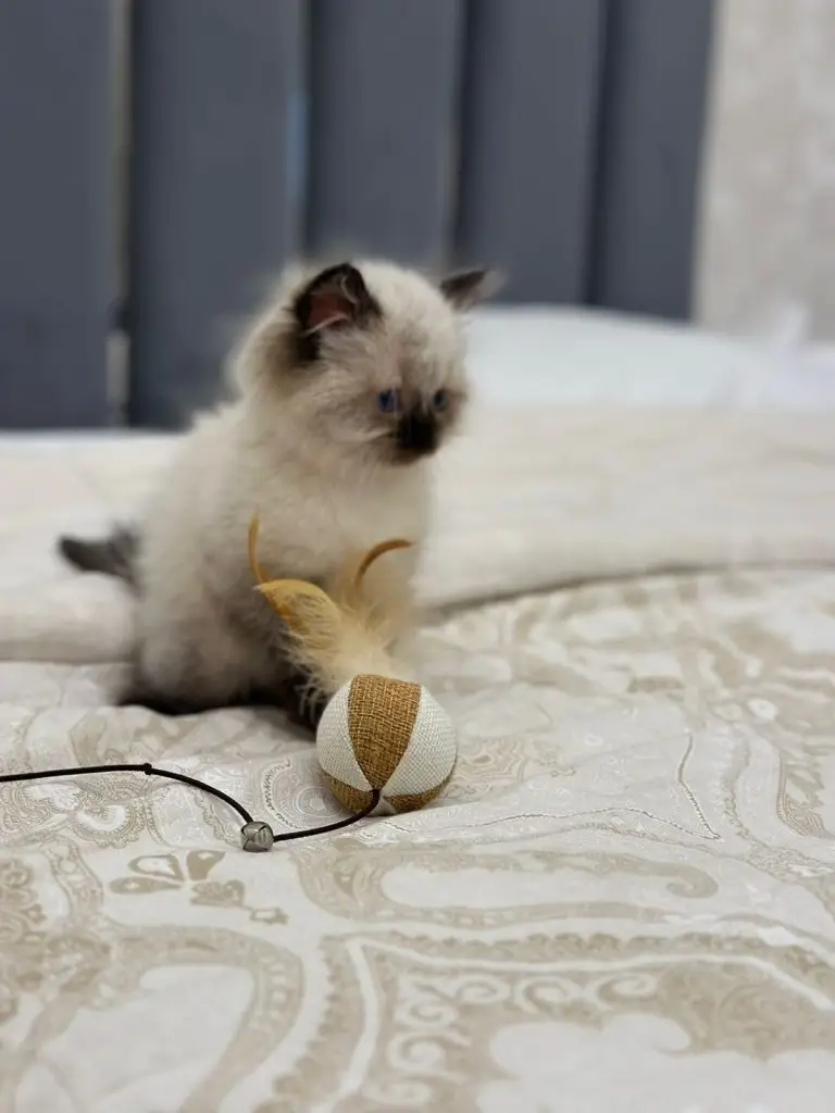 Pure breed ragdoll