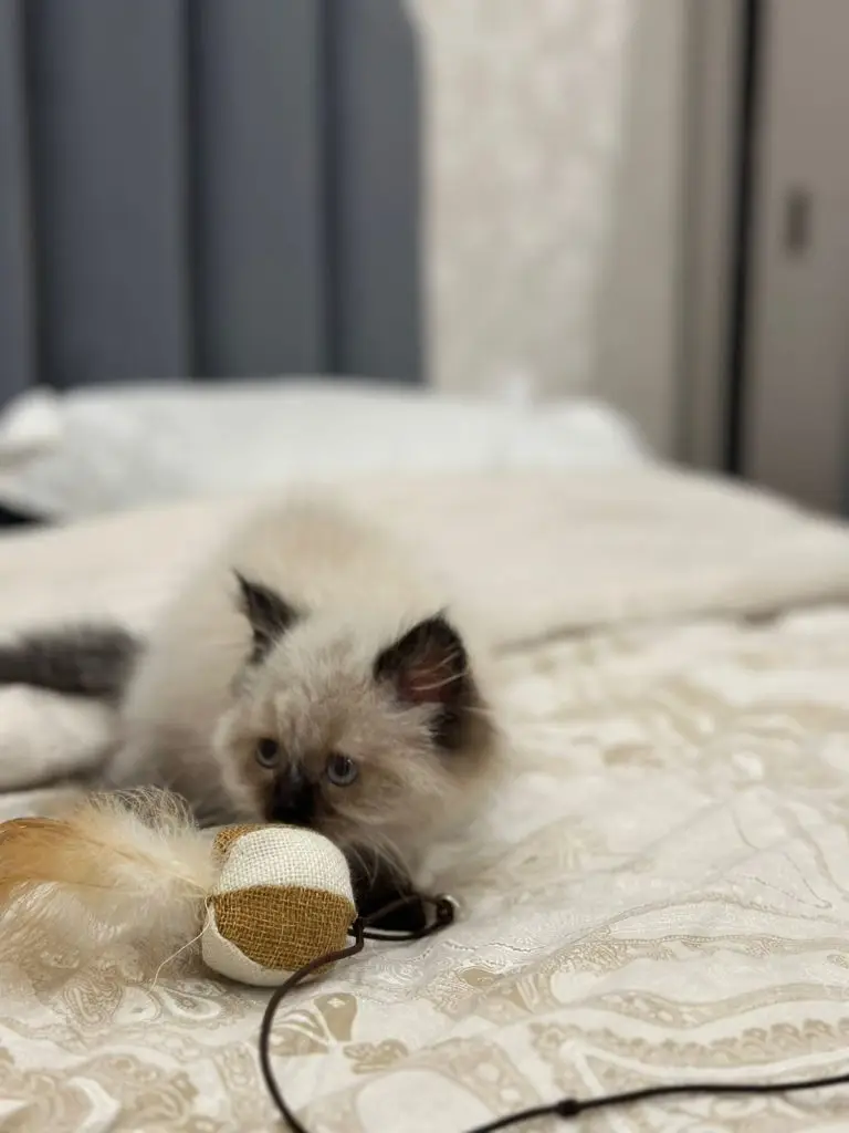Pure breed ragdoll