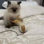 Pure breed ragdoll