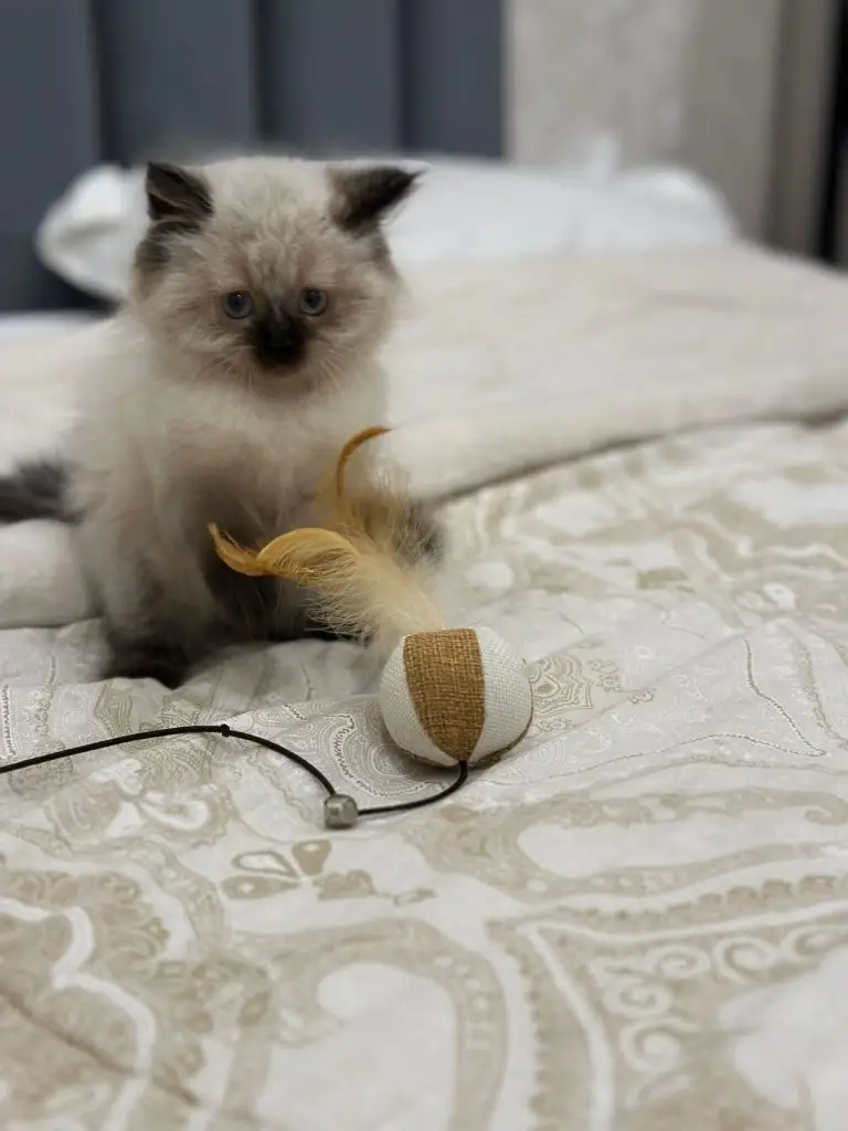Pure breed ragdoll