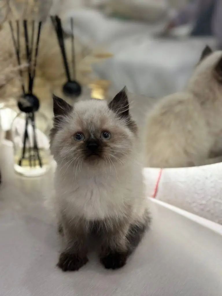 Pure breed ragdoll