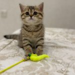 British shorthair kitten in Dubai
