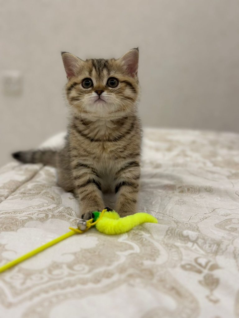 British shorthair kitten in Dubai
