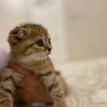 Scottish fold gold
