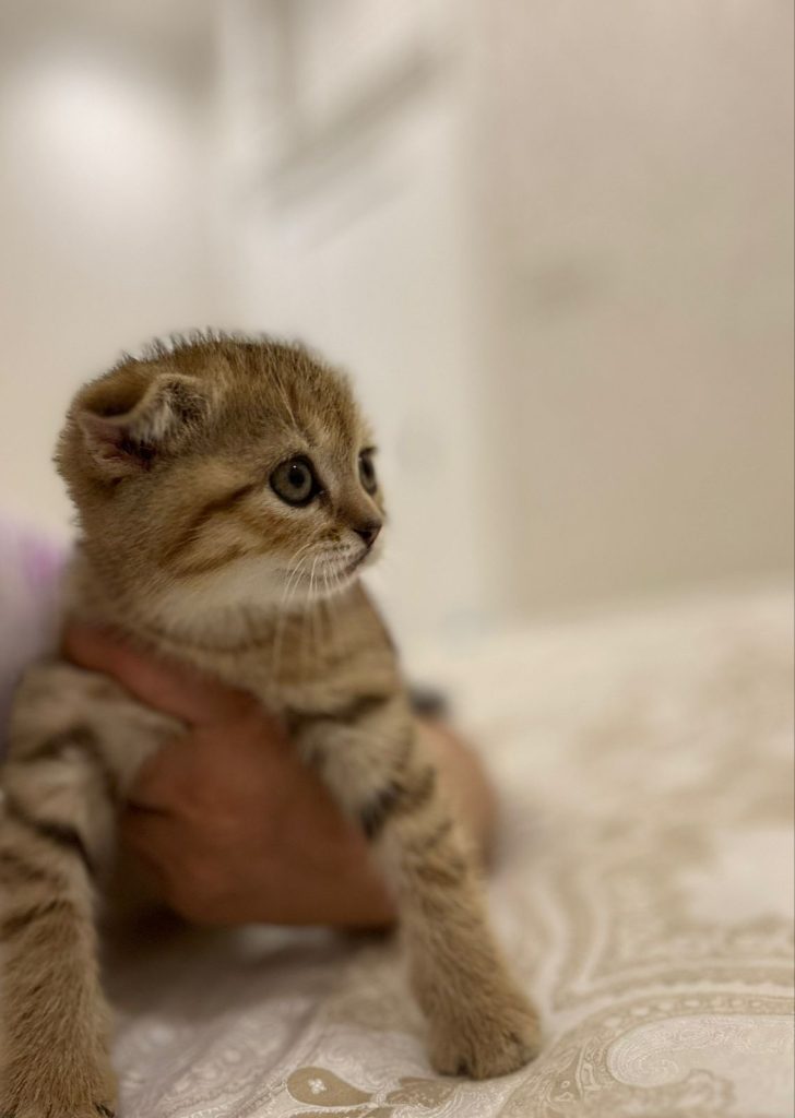 Scottish fold gold