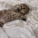 Scottish fold gold