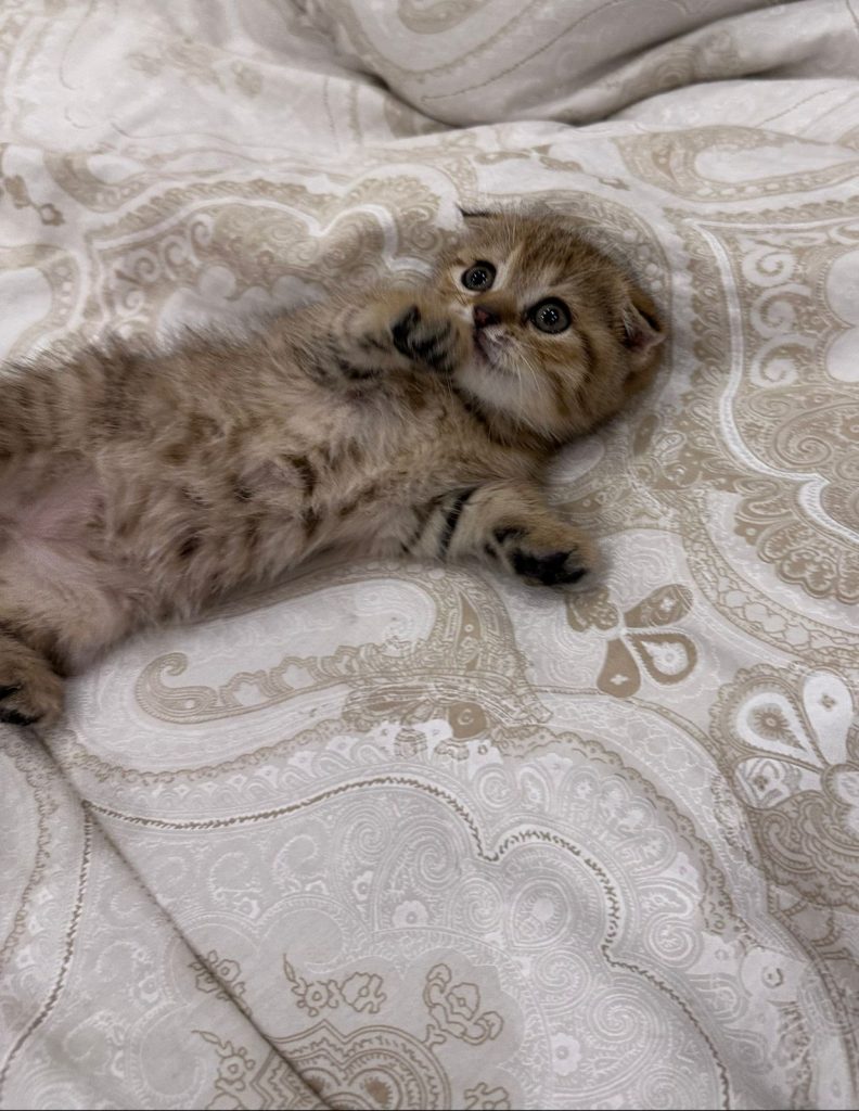 Scottish fold gold