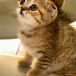 Scottish fold gold