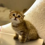 Scottish fold gold
