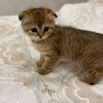 Scottish fold gold