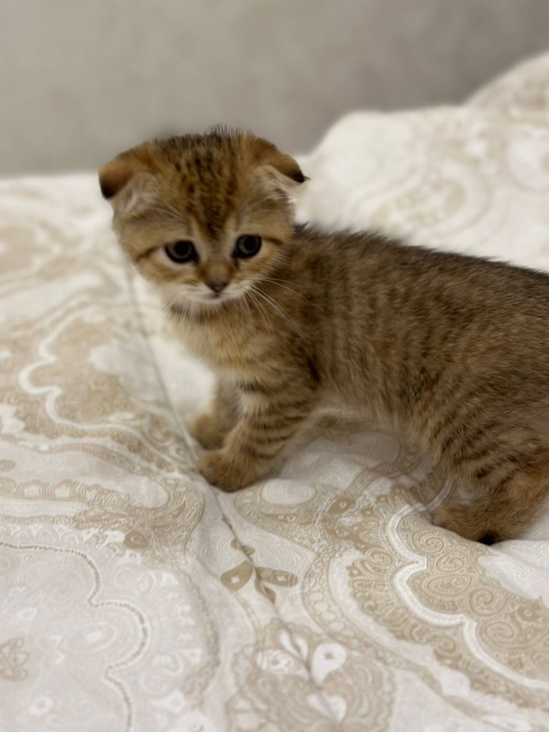 Scottish fold gold