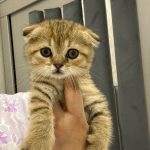 Scottish fold gold