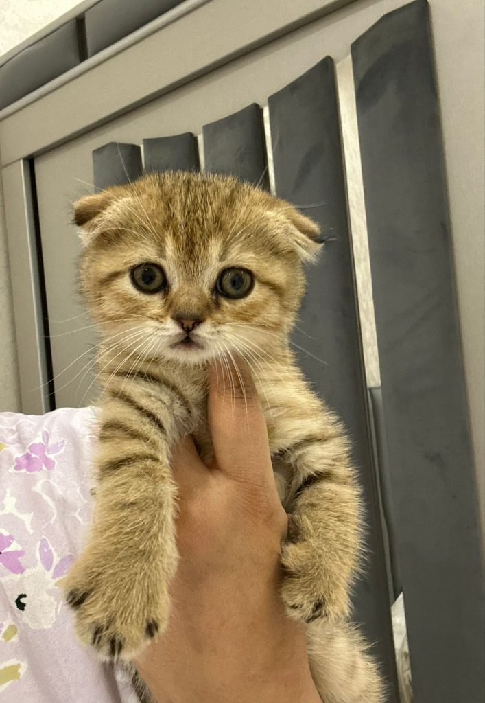 Scottish fold gold