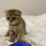 Scottish fold gold