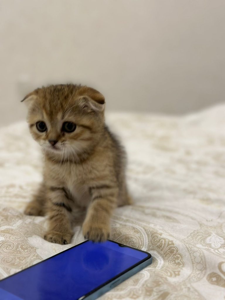 Scottish fold gold