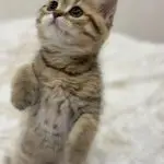 British shorthair kitten in Dubai