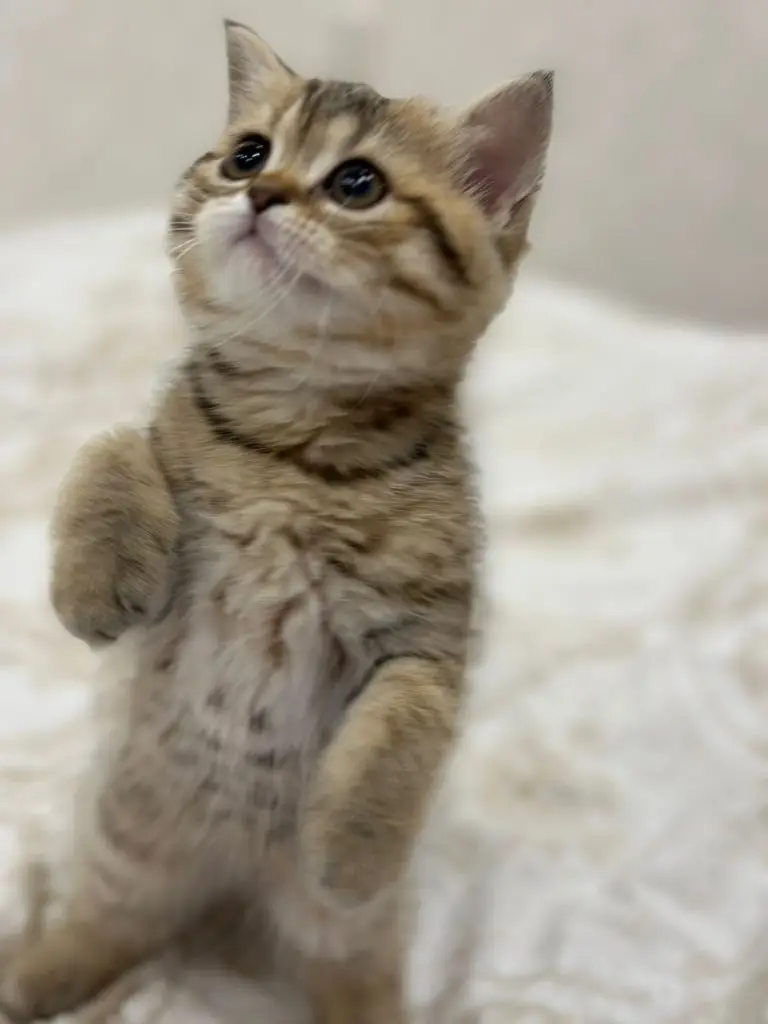 British shorthair kitten in Dubai