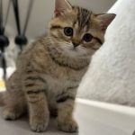 British shorthair kitten in Dubai
