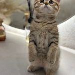 British shorthair kitten in Dubai