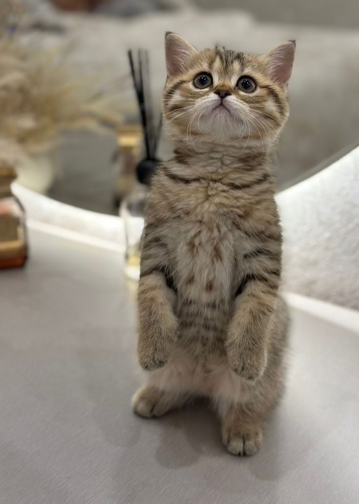 British shorthair kitten in Dubai