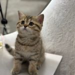 British shorthair kitten in Dubai