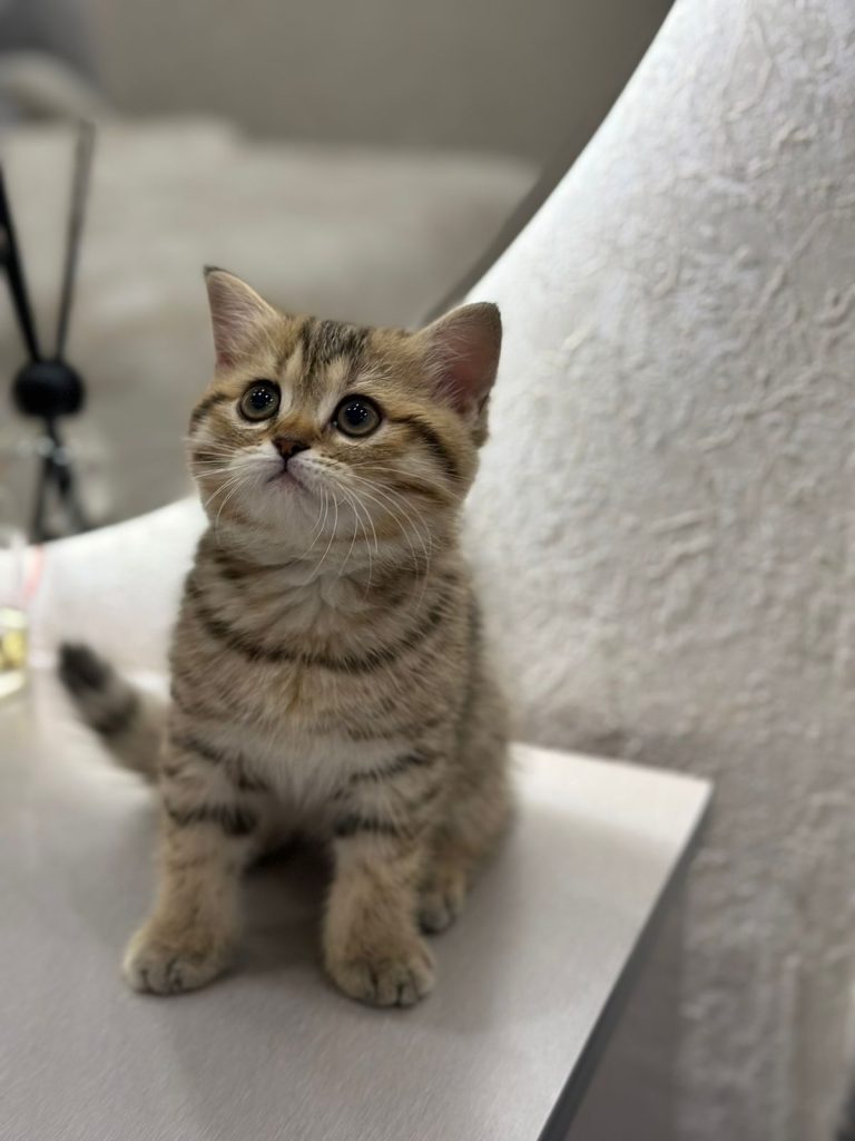 British shorthair kitten in Dubai
