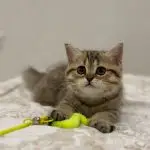British shorthair kitten in Dubai