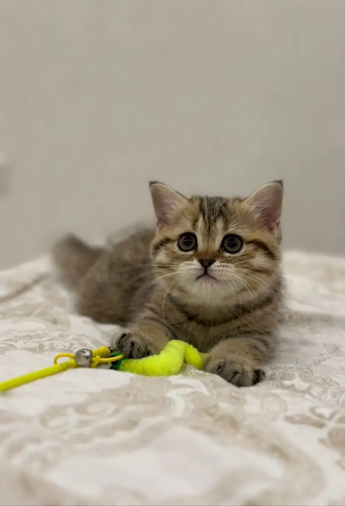 British shorthair kitten in Dubai