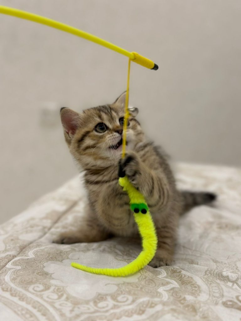 British shorthair kitten in Dubai